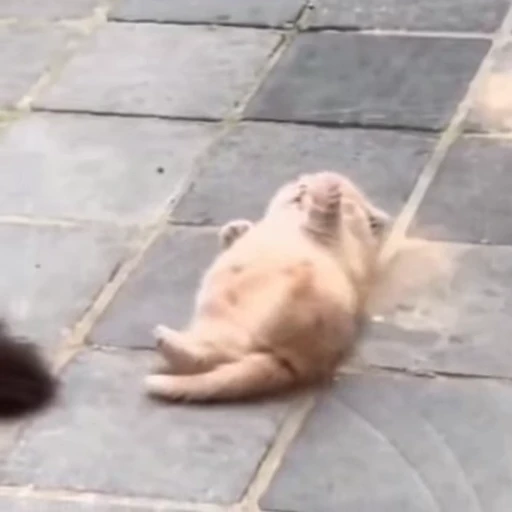 🐈 Стикер «Песики и котики» для Telegram