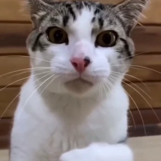 🐈 Стикер «Песики и котики» для Telegram