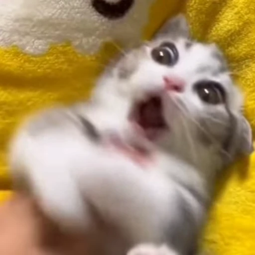 🐈 Стикер «Песики и котики» для Telegram