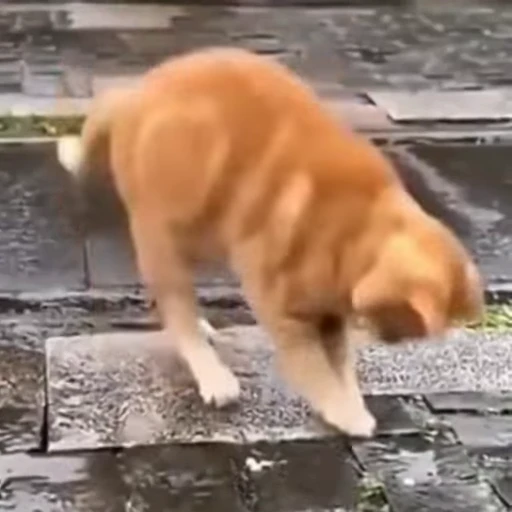 🐈 Стикер «Песики и котики» для Telegram
