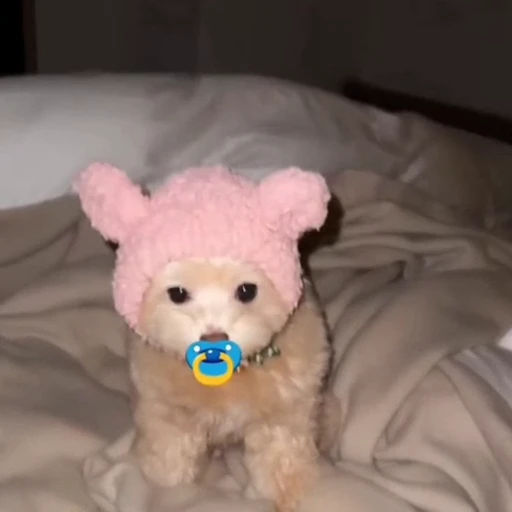 🐩 Стикер «Песики и котики» для Telegram