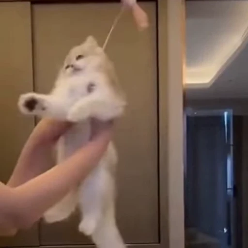 🐈 Стикер «Песики и котики» для Telegram