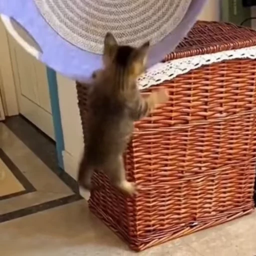 🐈 Стикер «Песики и котики» для Telegram