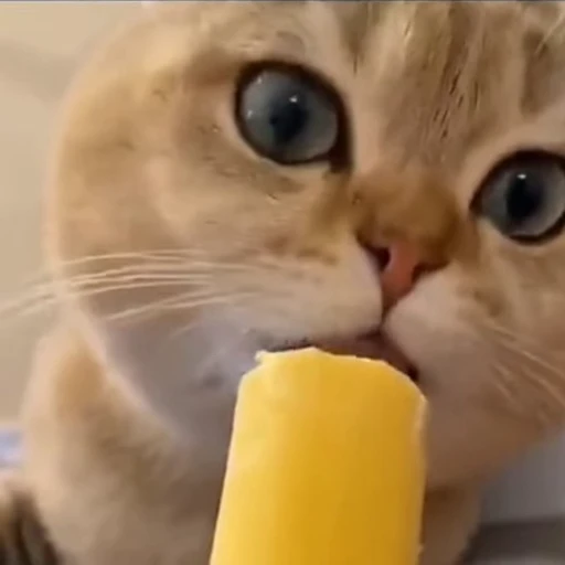 🐈 Стикер «Песики и котики» для Telegram