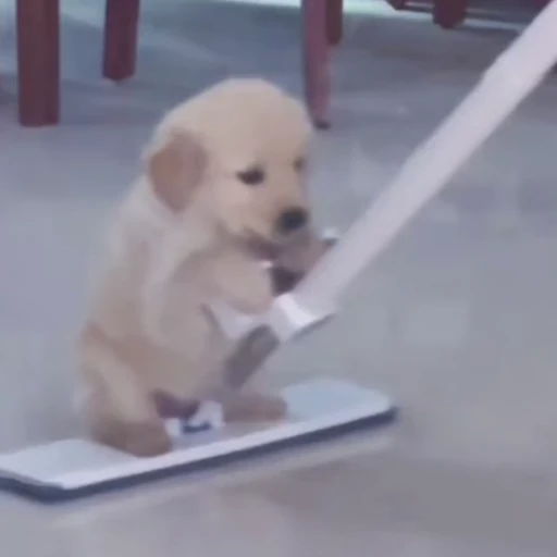 🐩 Стикер «Песики и котики» для Telegram