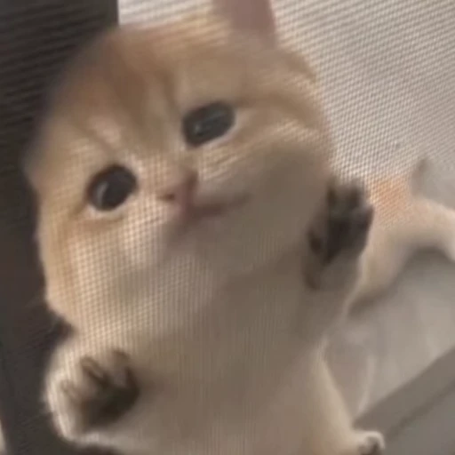 🐈 Стикер «Песики и котики» для Telegram