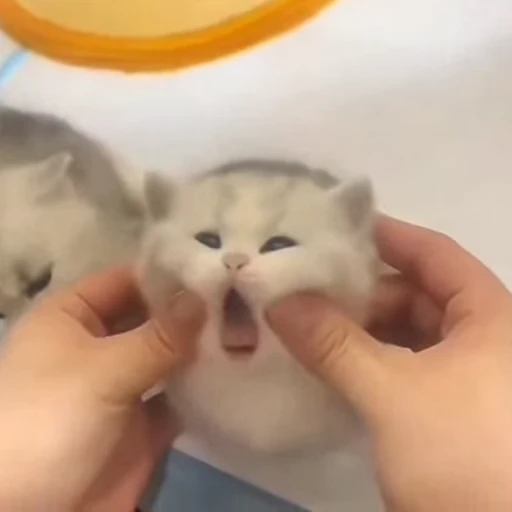 🐈‍⬛️ Стикер «Песики и котики» для Telegram