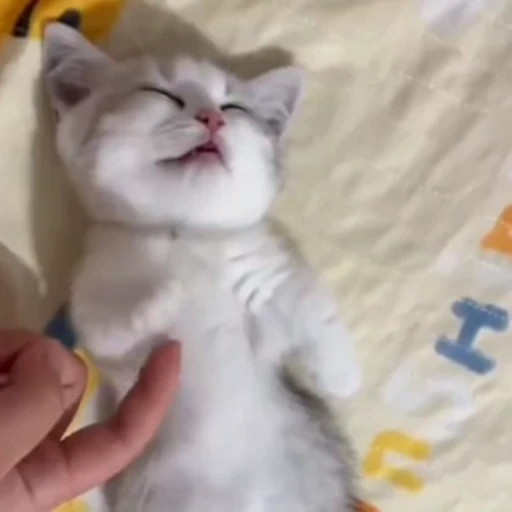 🐈 Стикер «Песики и котики» для Telegram