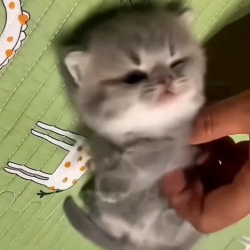 🐈 Стикер «Песики и котики» для Telegram