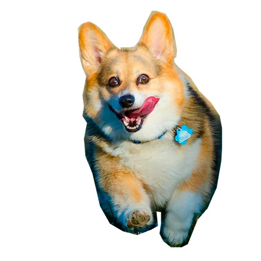 🤪 Стикер «Бляцкие корги» для Telegram