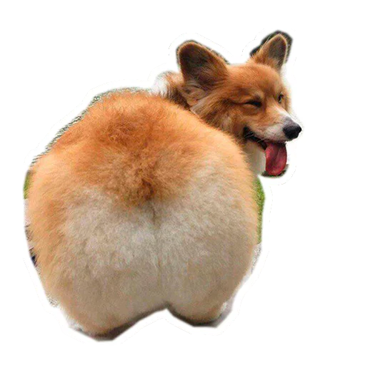 🍑 Стикер «Бляцкие корги» для Telegram