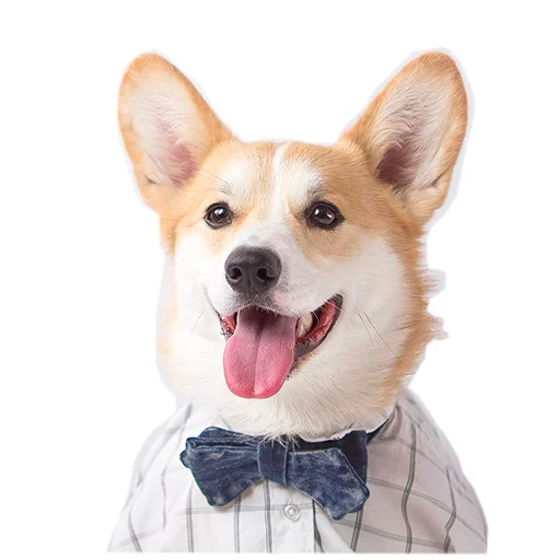 🤩 Стикер «Бляцкие корги» для Telegram