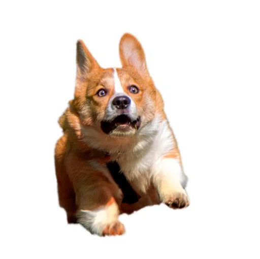 😱 Стикер «Бляцкие корги» для Telegram