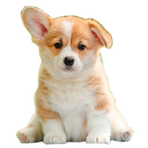 😞 Стикер «Бляцкие корги» для Telegram