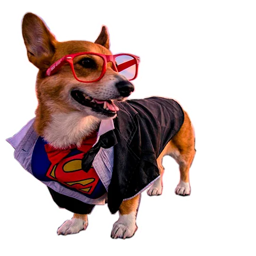 🦸‍♂️ Стикер «Бляцкие корги» для Telegram