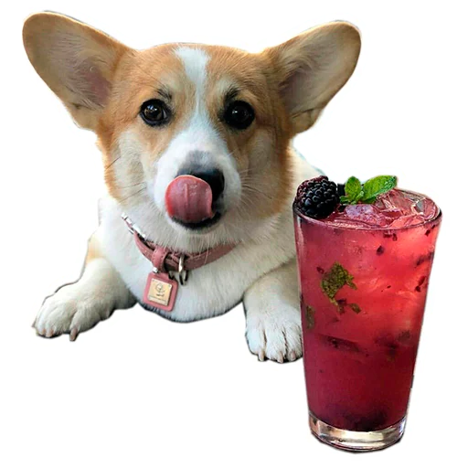 🍹 Стикер «Бляцкие корги» для Telegram