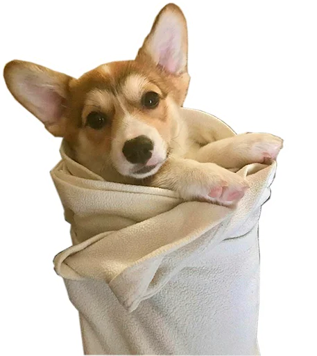 🌯 Стикер «Бляцкие корги» для Telegram