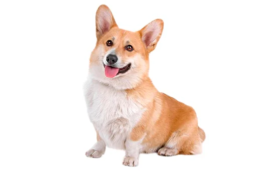 😊 Стикер «Бляцкие корги» для Telegram