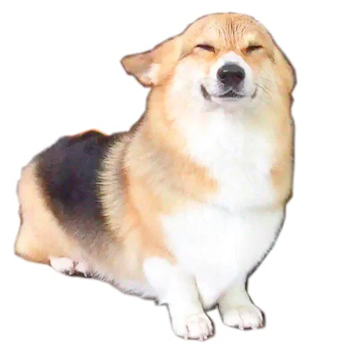 😼 Стикер «Бляцкие корги» для Telegram