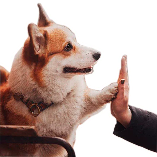 🙏 Стикер «Бляцкие корги» для Telegram