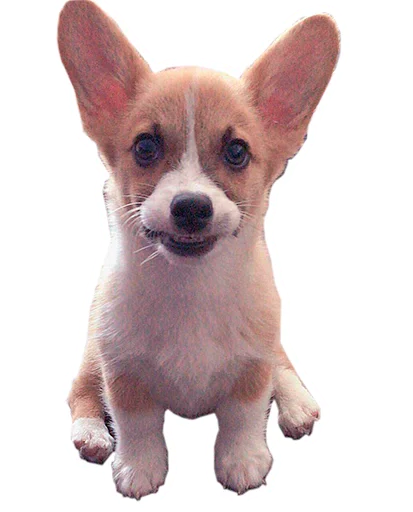 😬 Стикер «Бляцкие корги» для Telegram