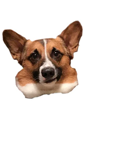 😏 Стикер «Бляцкие корги» для Telegram