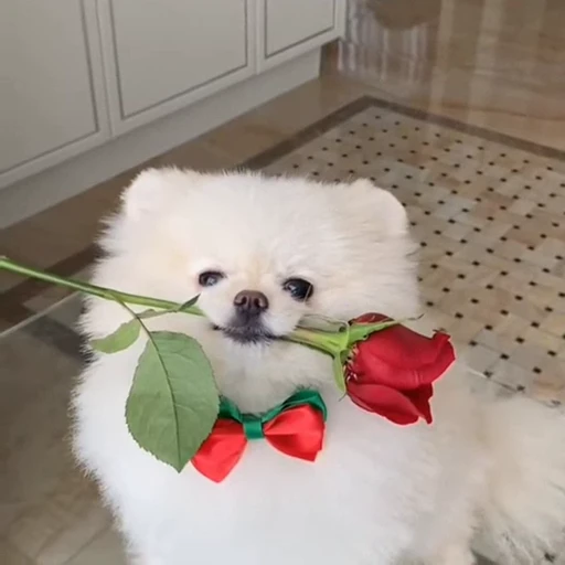 🌹 Стикер «Песики» для Telegram