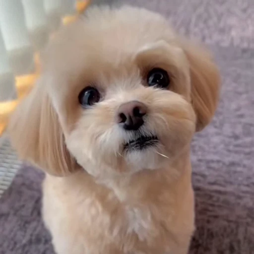 🥺 Стикер «Песики» для Telegram