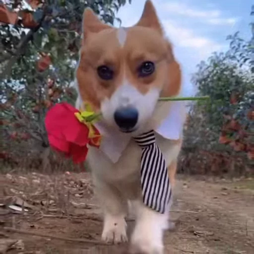 🌷 Стикер «Песики» для Telegram