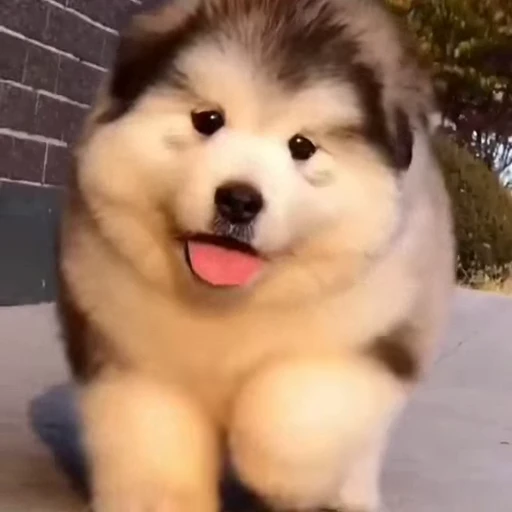 🐶 Стикер «Песики» для Telegram