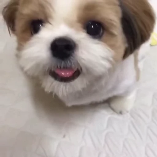 🤤 Стикер «Песики» для Telegram