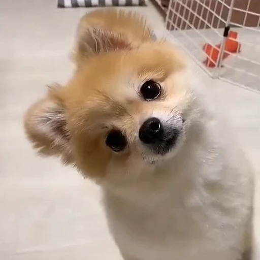 😍 Стикер «Песики» для Telegram