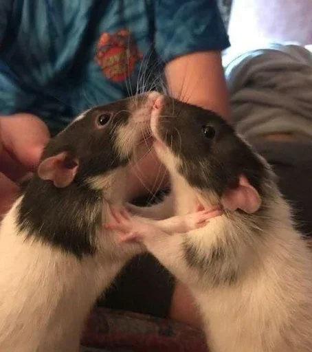 🐁 Стикер «Animal mem» для Telegram