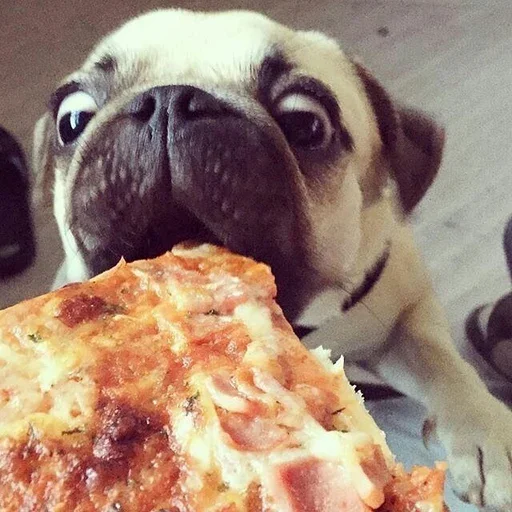 🍕 Стикер «Animal mem» для Telegram