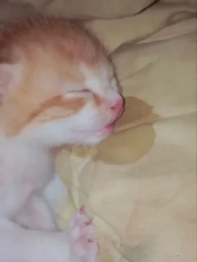 😪 Стикер «Animal mem» для Telegram