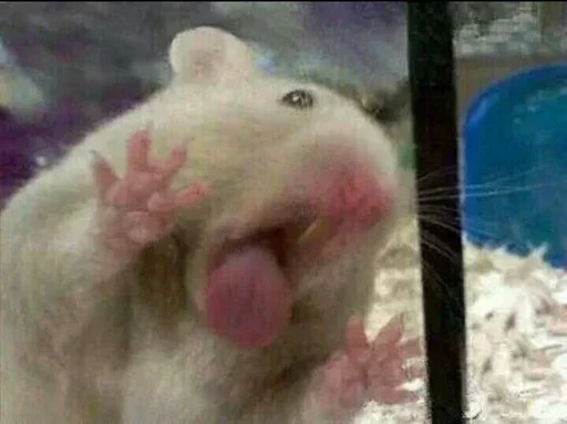 👅 Стикер «Animal mem» для Telegram