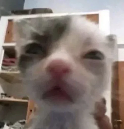 🙂 Стикер «Animal mem» для Telegram
