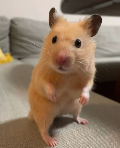 😮 Стикер «Animal mem» для Telegram