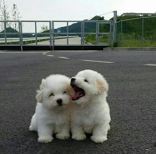 💕 Стикер «Animal mem» для Telegram