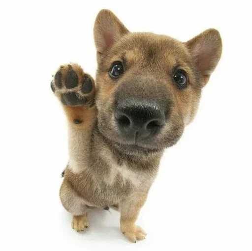 👋 Стикер «Animal mem» для Telegram