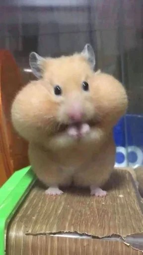 👍 Стикер «Animal mem» для Telegram