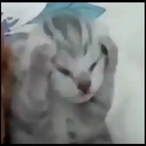 🤕 Стикер «Animal mem» для Telegram
