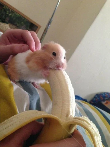 🍌 Стикер «Animal mem» для Telegram