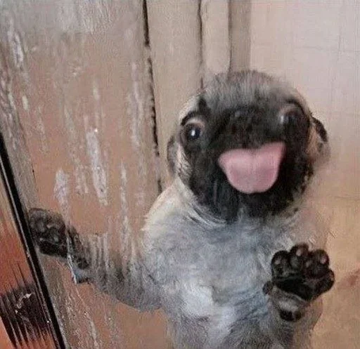 😛 Стикер «Animal mem» для Telegram