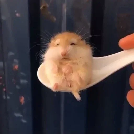😴 Стикер «Animal mem» для Telegram