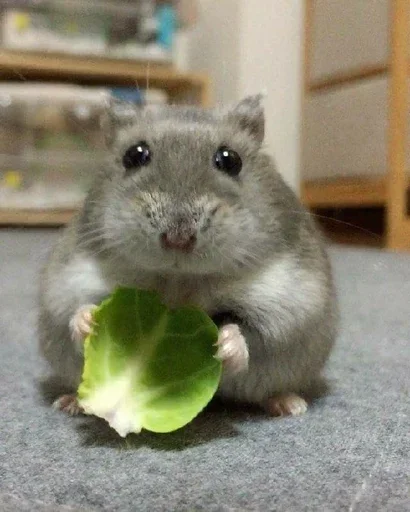 🥬 Стикер «Animal mem» для Telegram