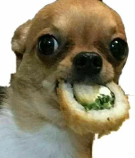 🍣 Стикер «Animal mem» для Telegram