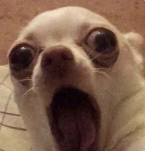 😨 Стикер «Animal mem» для Telegram