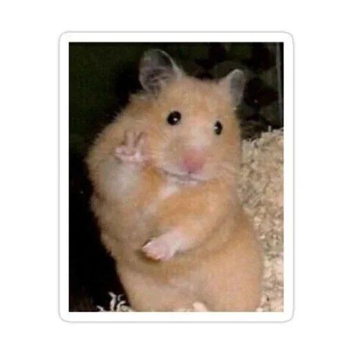 ✌️ Стикер «Animal mem» для Telegram