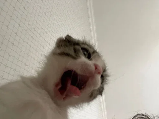😰 Стикер «Animal mem» для Telegram
